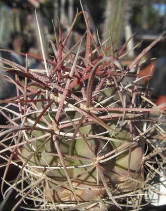 Ferocactus <br>sp
