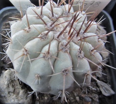 Copiapoa <br>columna alba