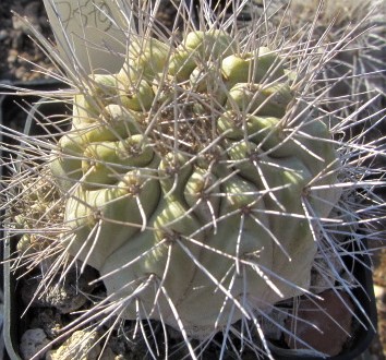 Copiapoa <br>ahremephiana