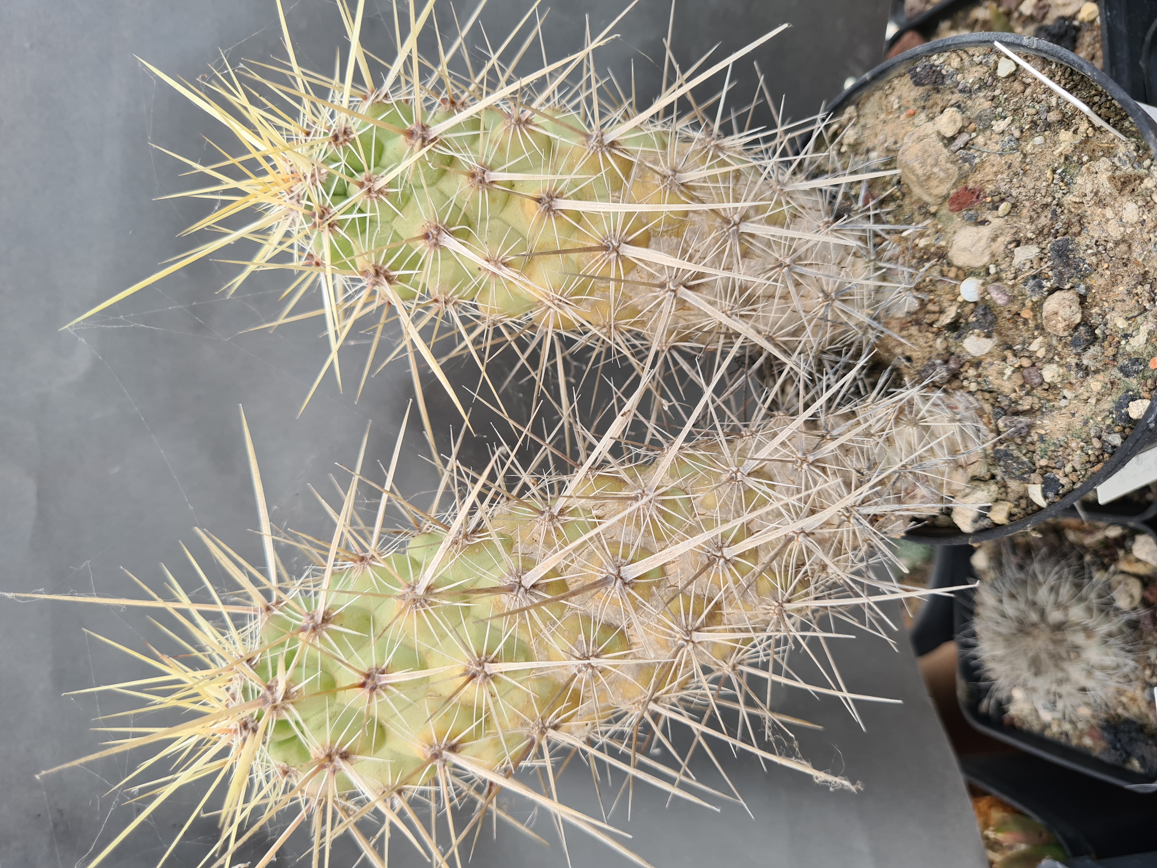 Echinocereus <br>brandegei