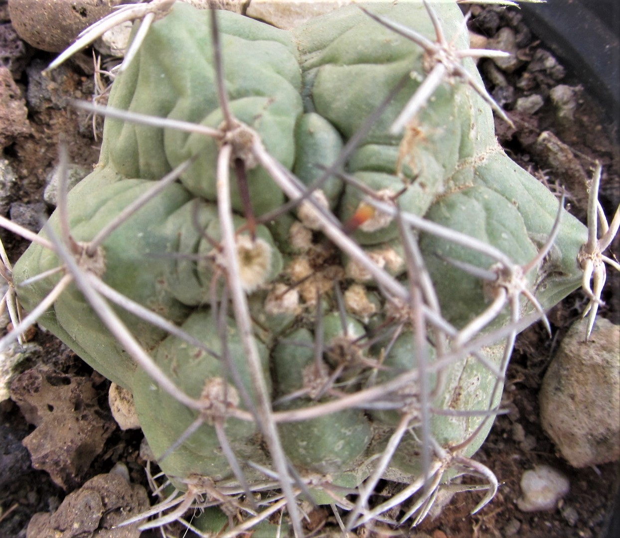Matucana <br>sp aff paucicostata
