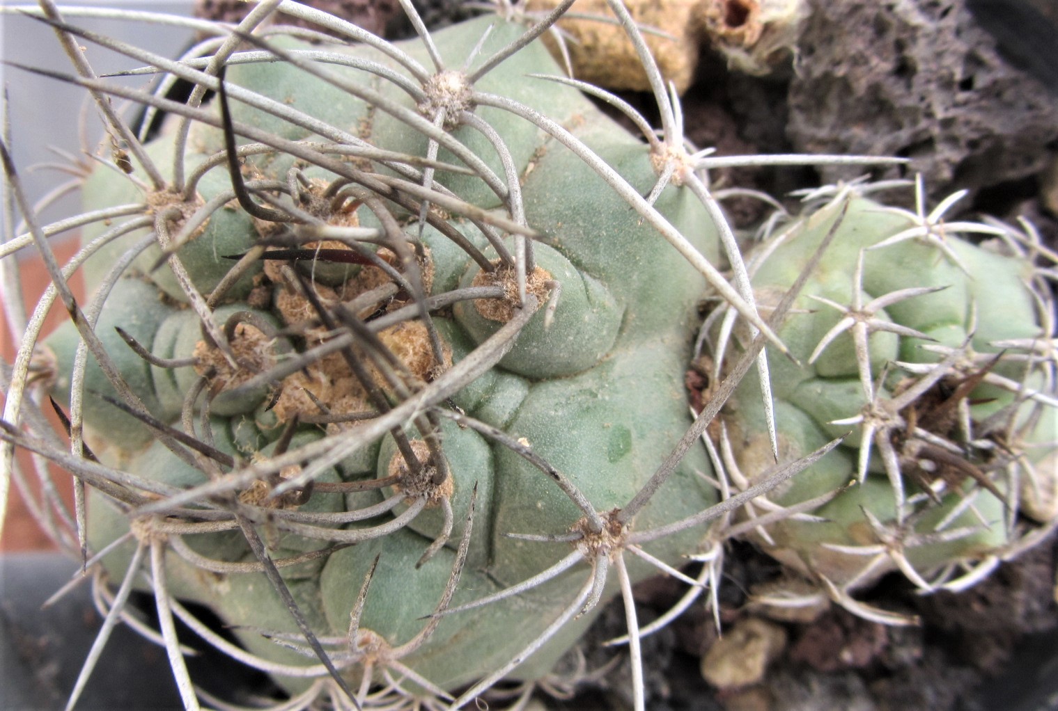 Matucana <br>sp aff paucicostata