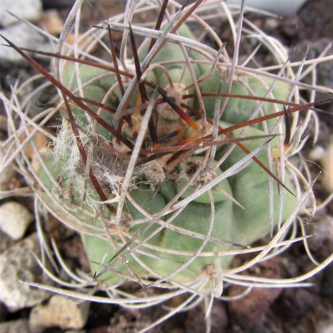 Matucana <br>sp aff paucicostata