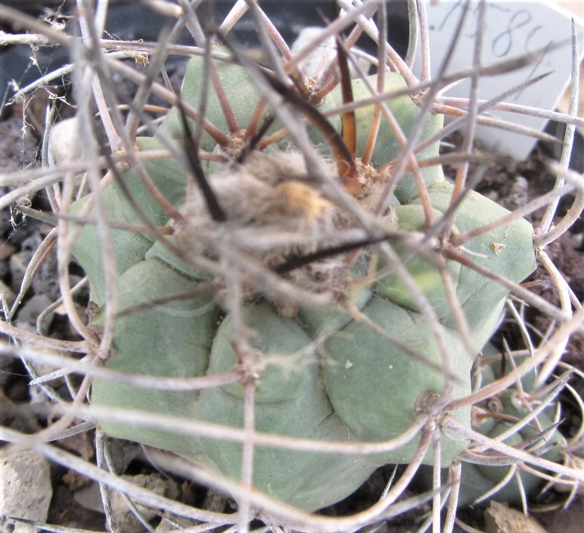Matucana <br>sp aff paucicostata