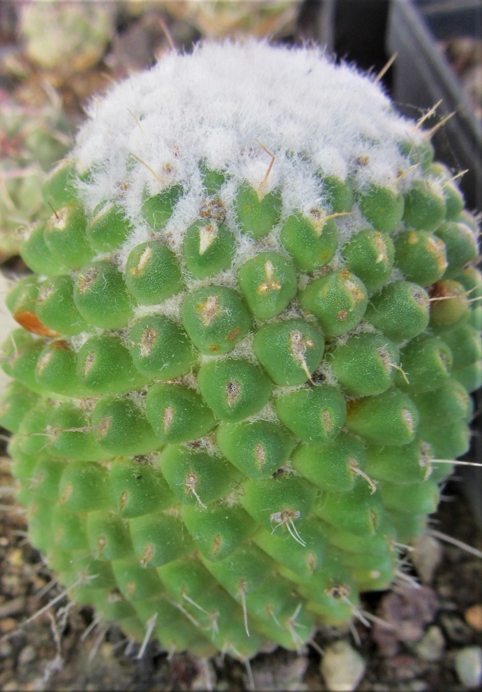 Mammillaria cv uni pico