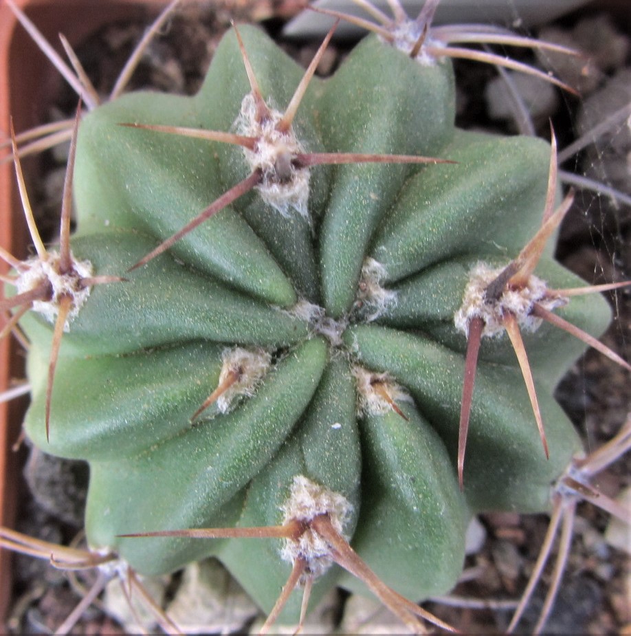 Lobivia ferox