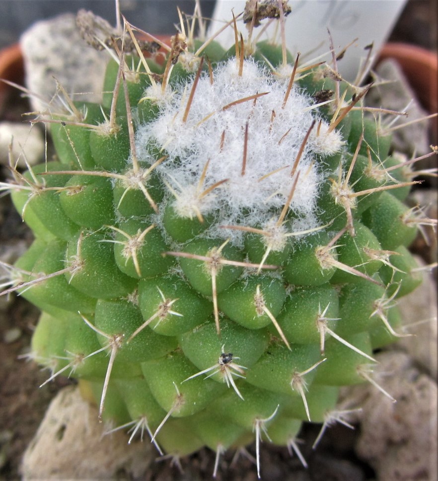 Mammillaria <br>cv. uni pico