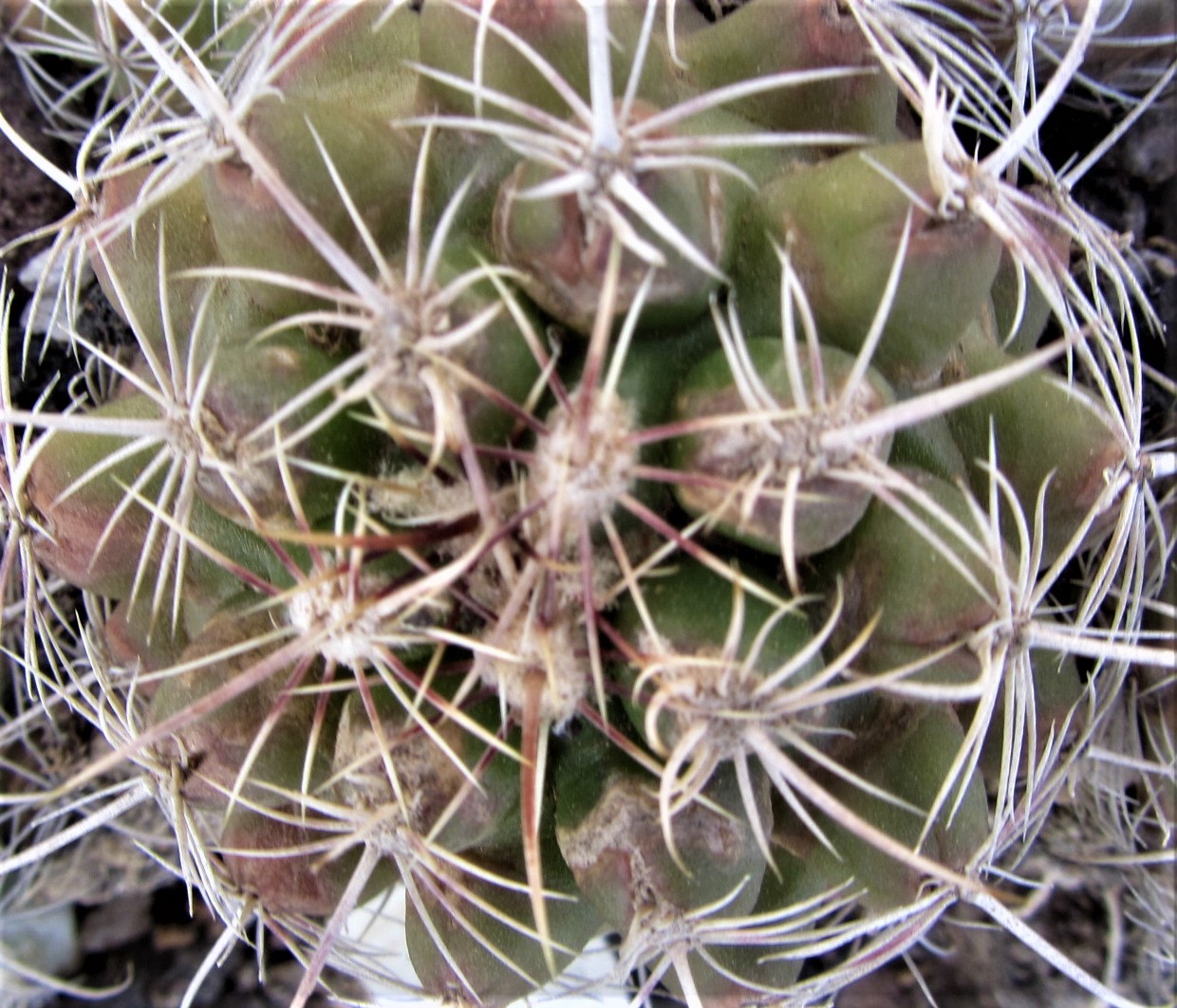 Thelocactus <br>bicolor commudos 