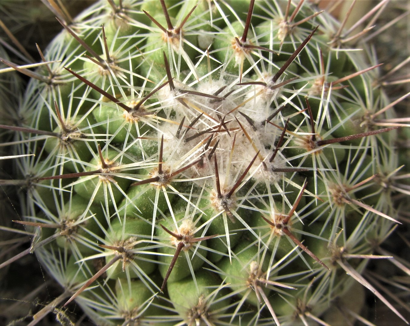 Thelocactus <br>conothelos auranthiacus