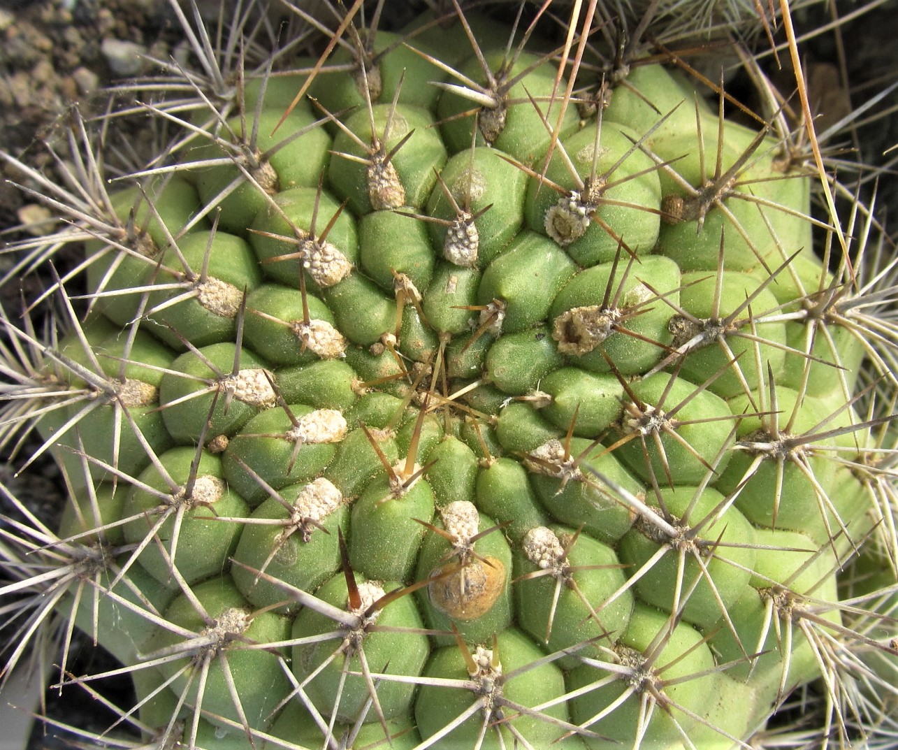 Matucana <br>sp currundayensis