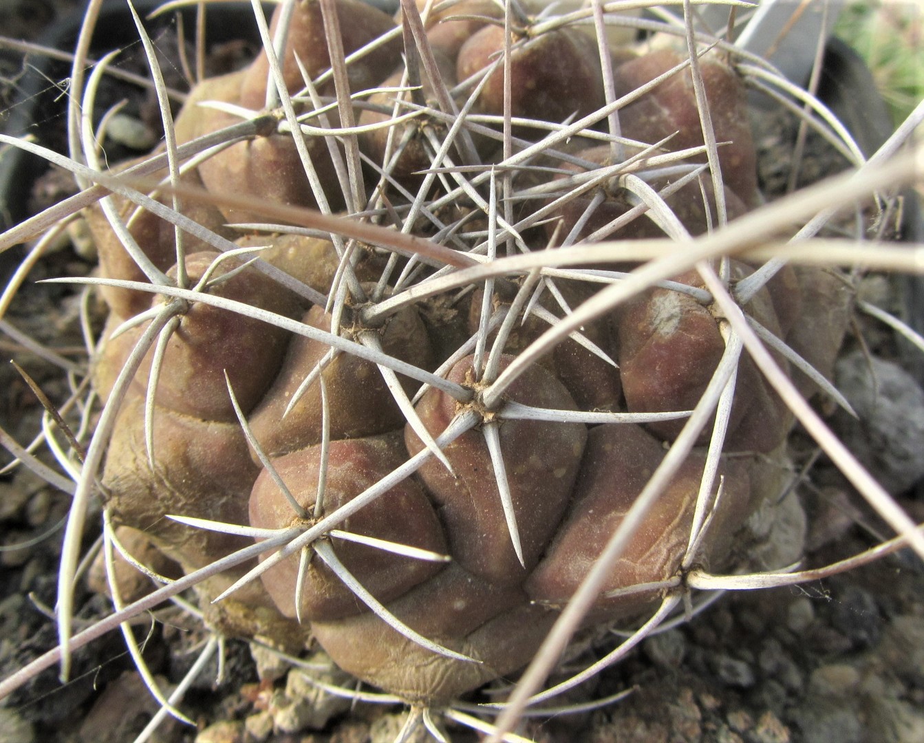 Thelocactus <br>bueckii