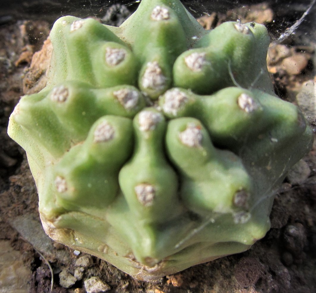Echinocereus <br>triglochidiatus mohavensis inermis