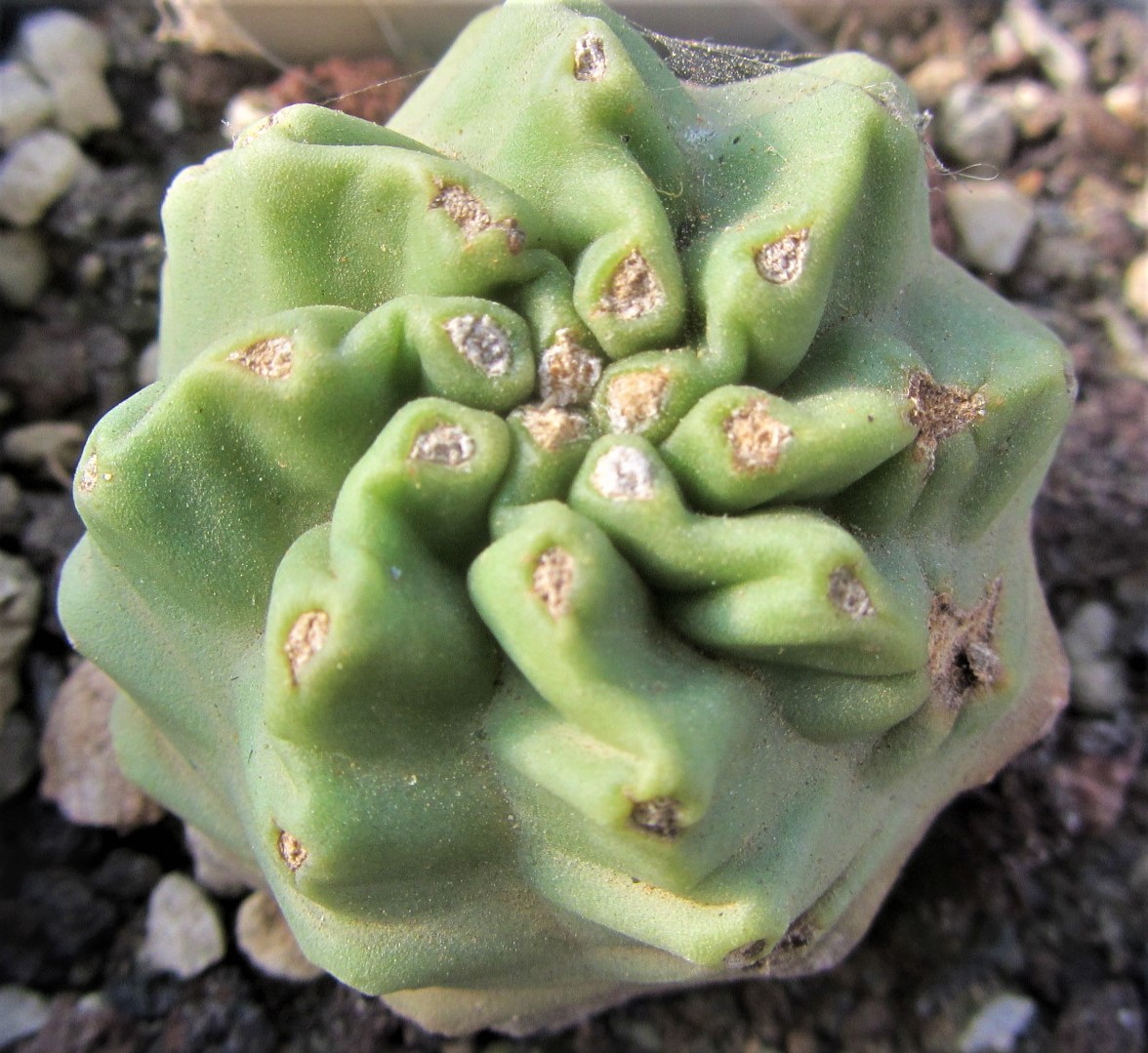 Echinocereus triglochidiatus mohavensis inermis