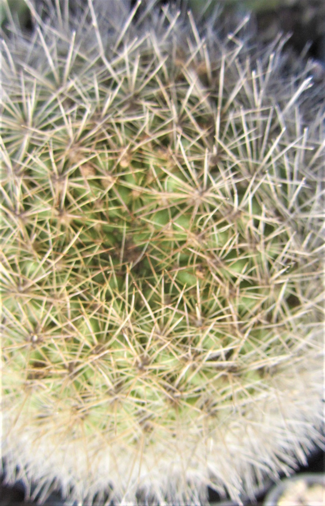 Weingartia <br>sucrensis