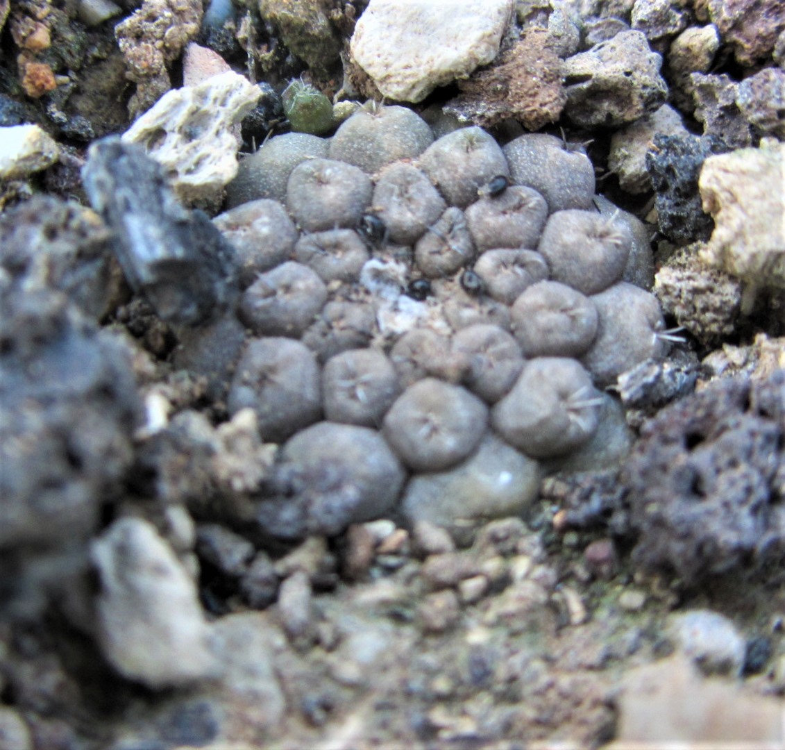 Copiapoa <br>hypogea aff barquitensis