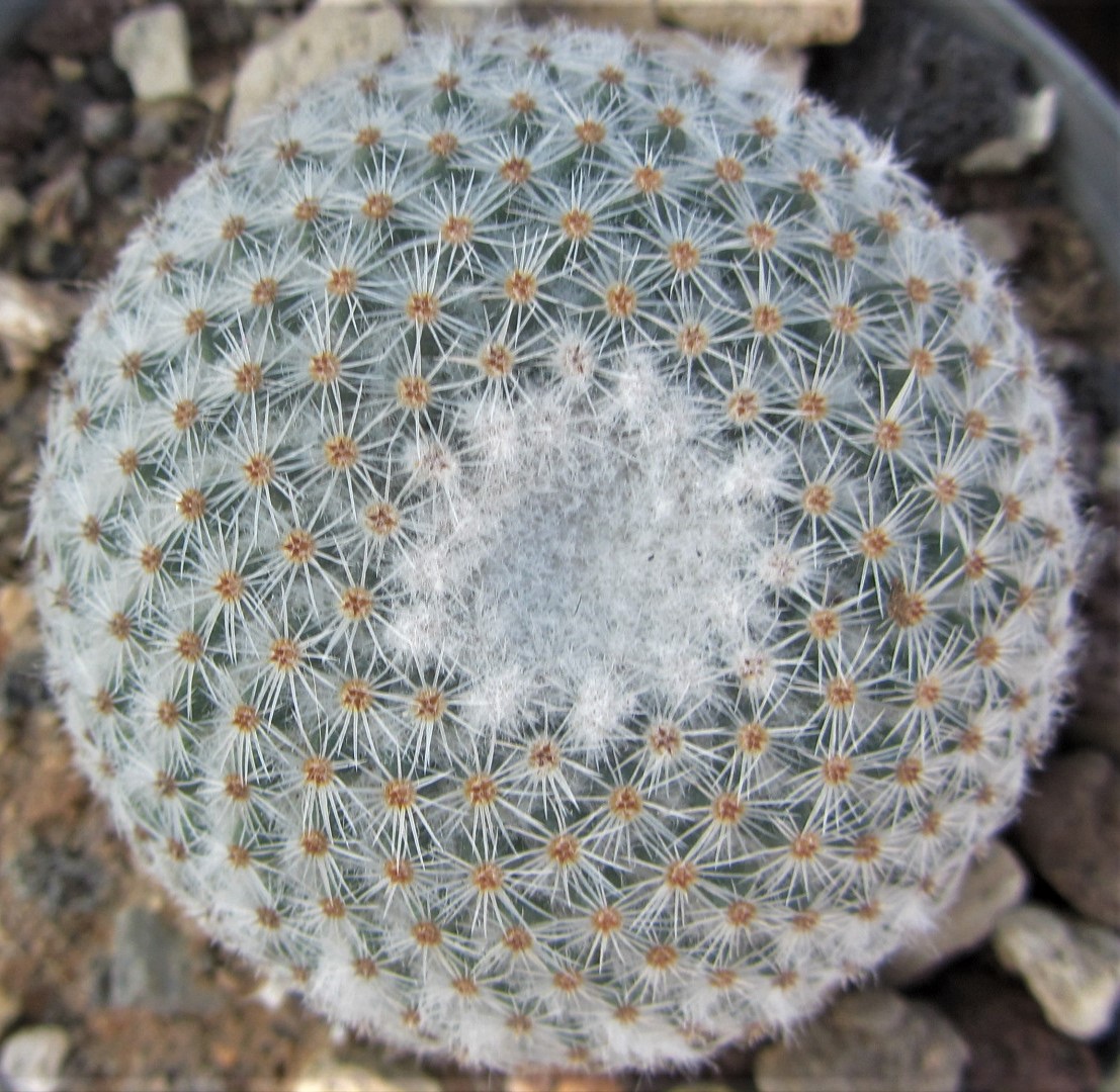 Mammillaria <br>albingeri