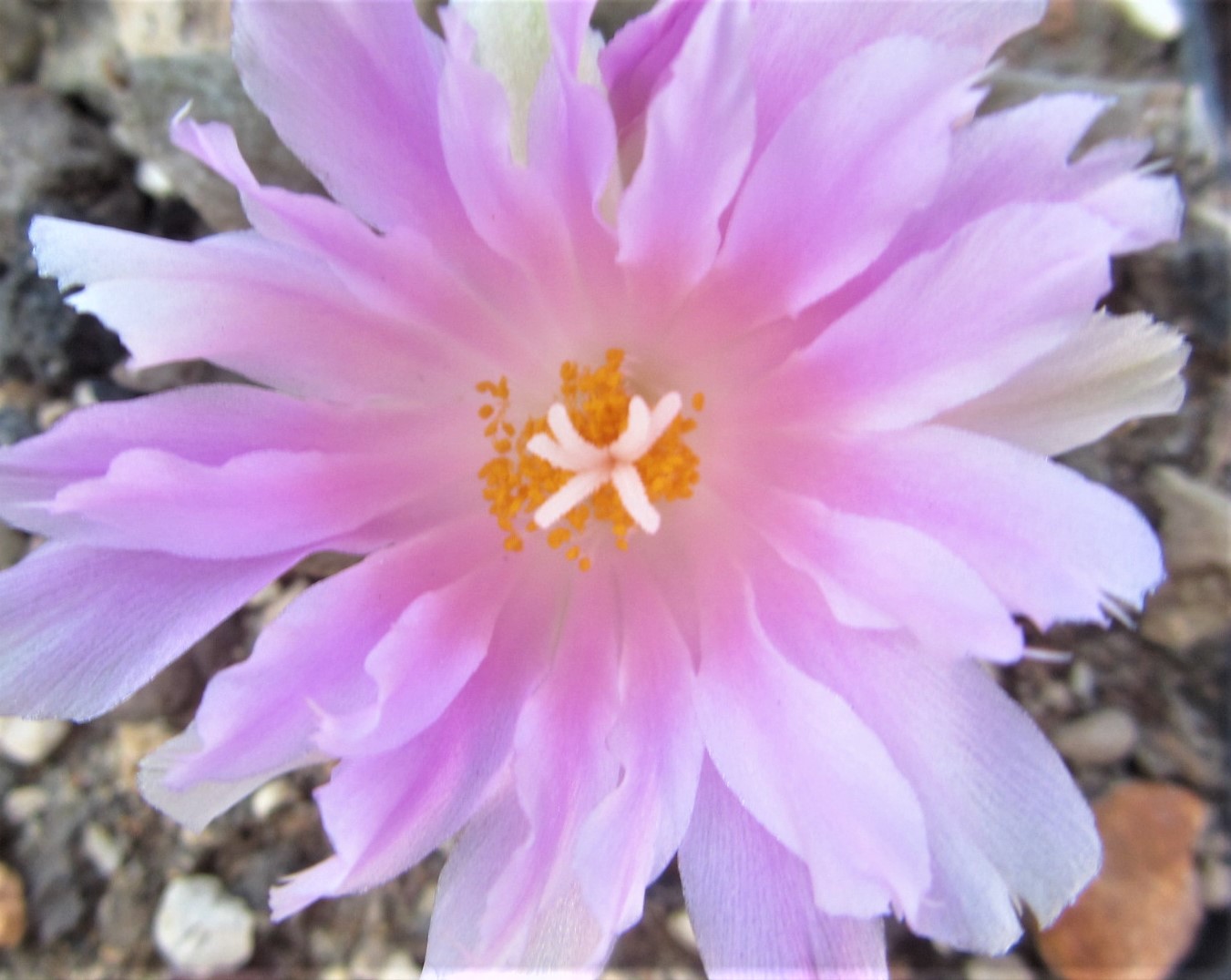 Ariocarpus hybrid f2  furf x scaphirostris