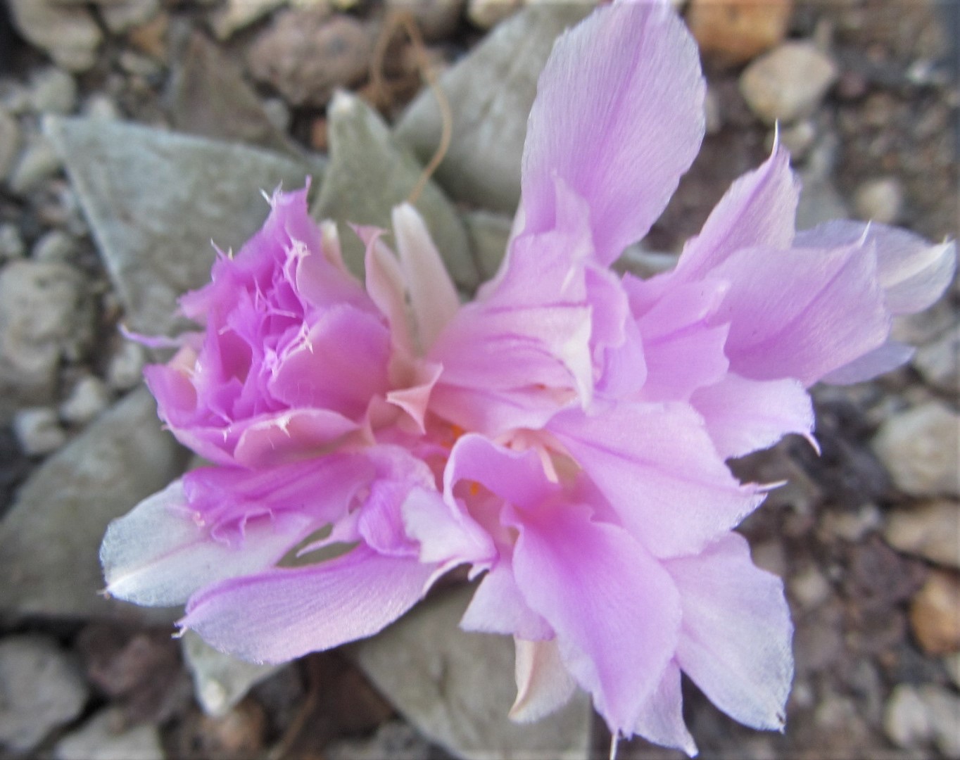 Ariocarpus hybrid f2 furfuraceus x scap