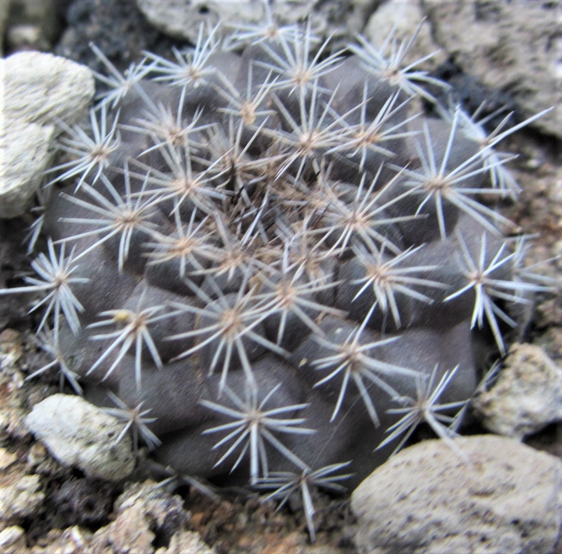 Copiapoa <br>varispinata ? fma