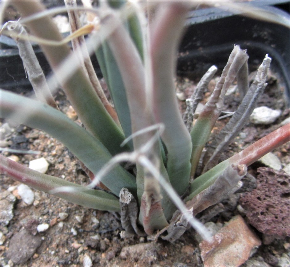 Leuctembergia <br>principis