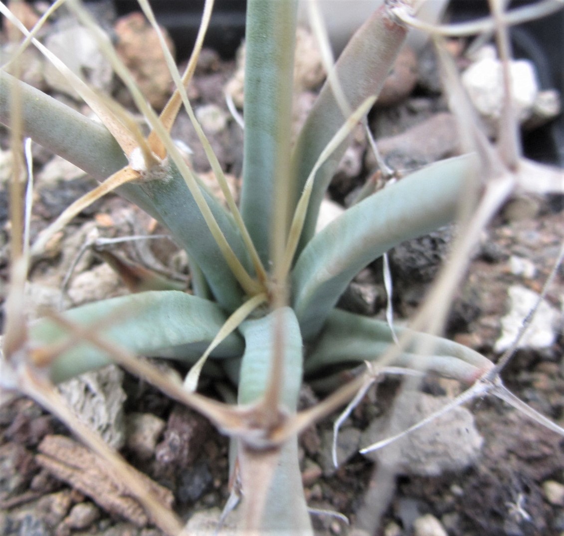 Leuctembergia <br>principis