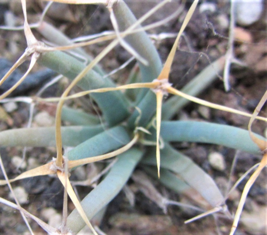 Leuctembergia <br>principis