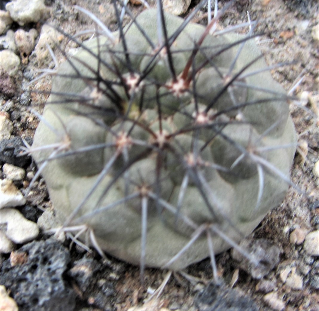 Copiapoa <br>longistaminea