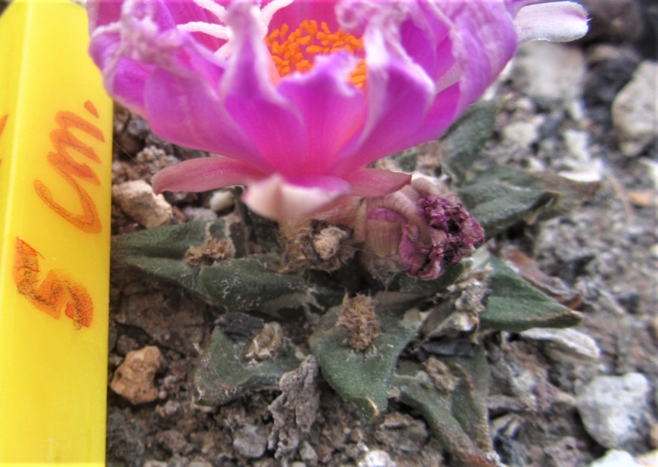 Ariocarpus hybrid f2 furfuraceus x aga