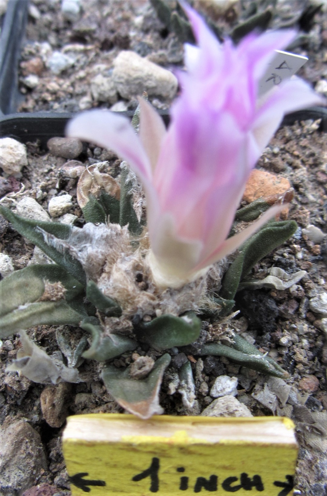 Ariocarpus hybrid f3 furfuraceus x aga