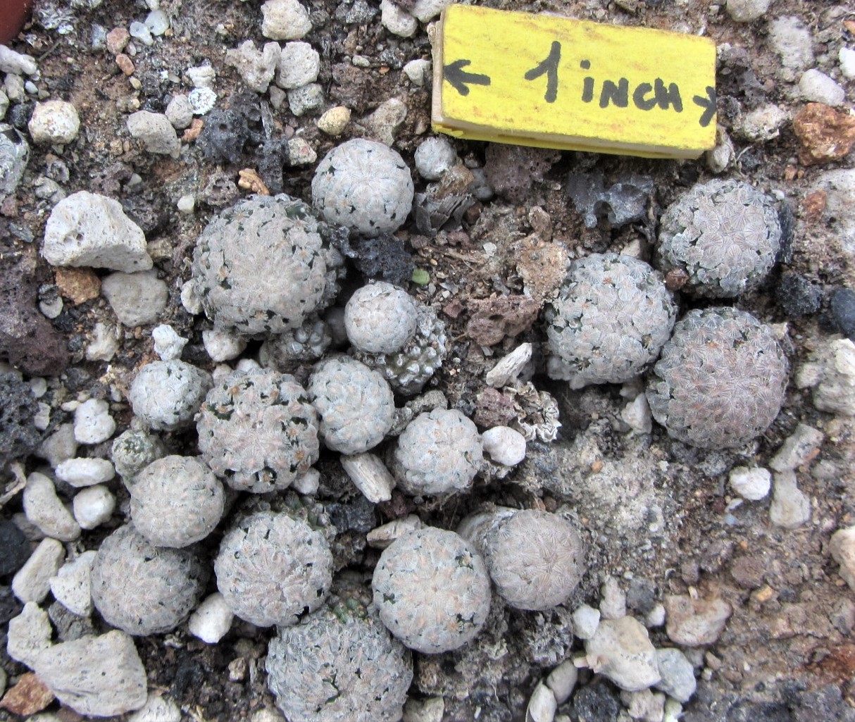 Turbinicarpus <br>valdezianus albiflorus