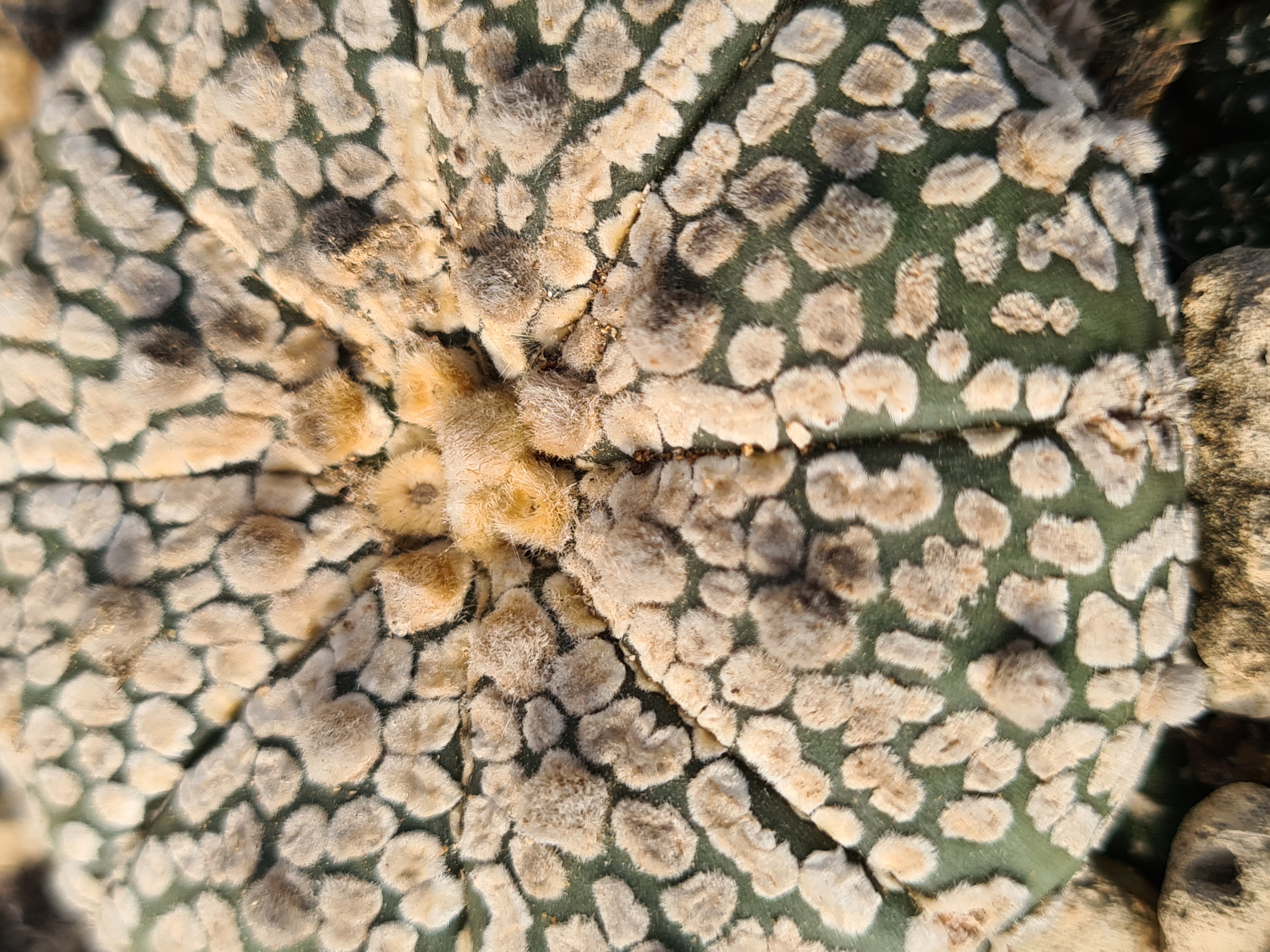 Astrophytum <br>kabuto