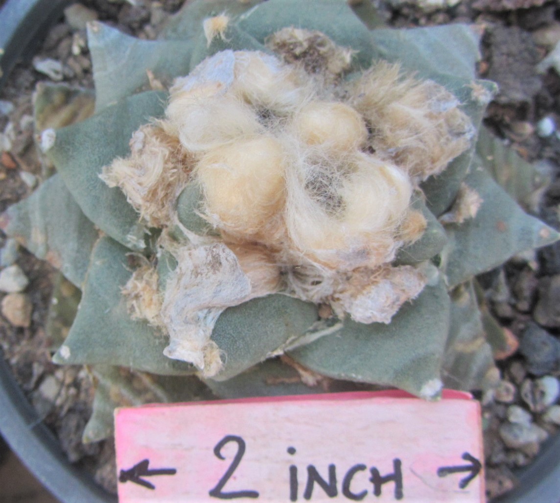 Ariocarpus <br>hybrid  furf x lloy f3