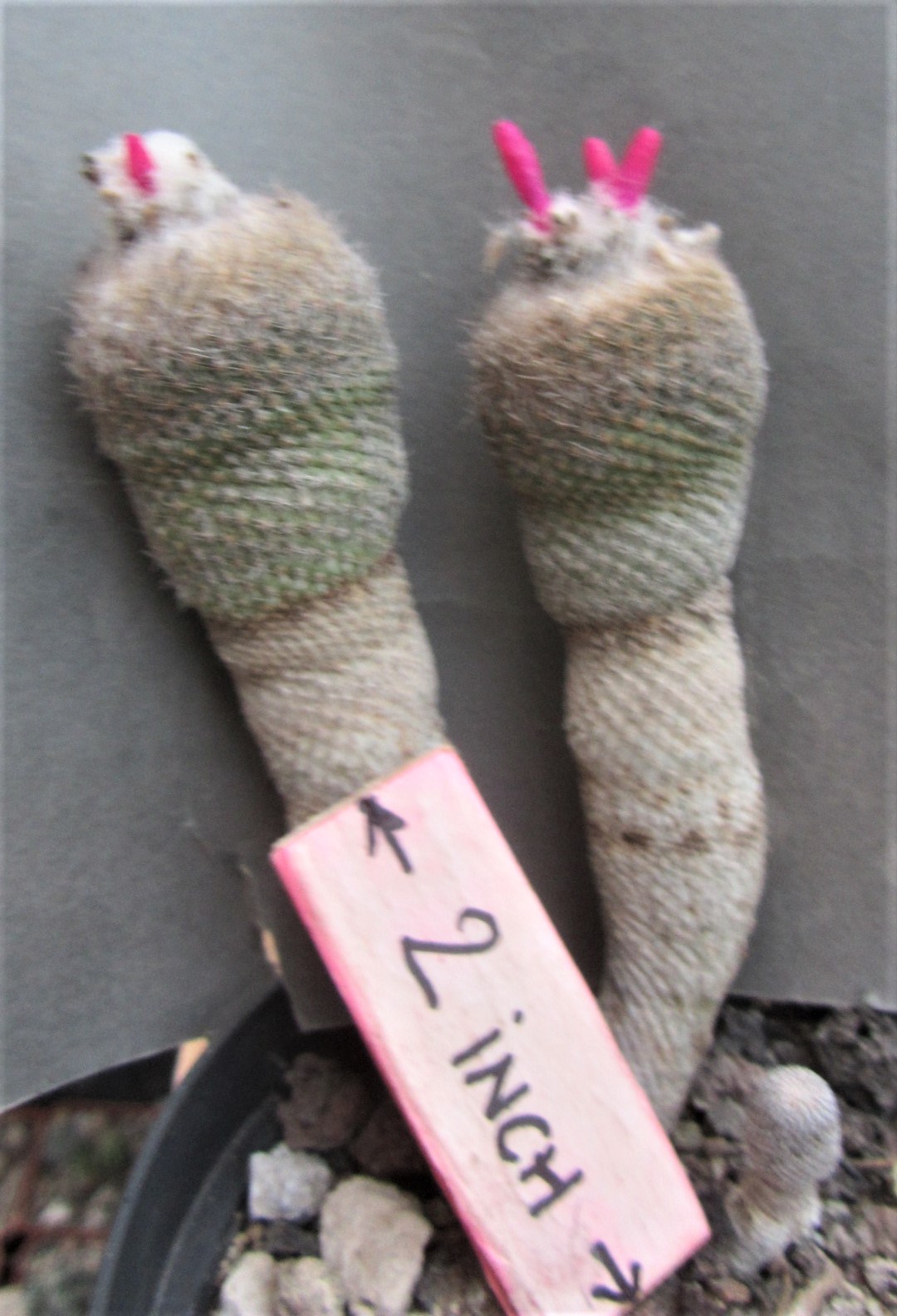 Epithelantha <br>pachyrhiza