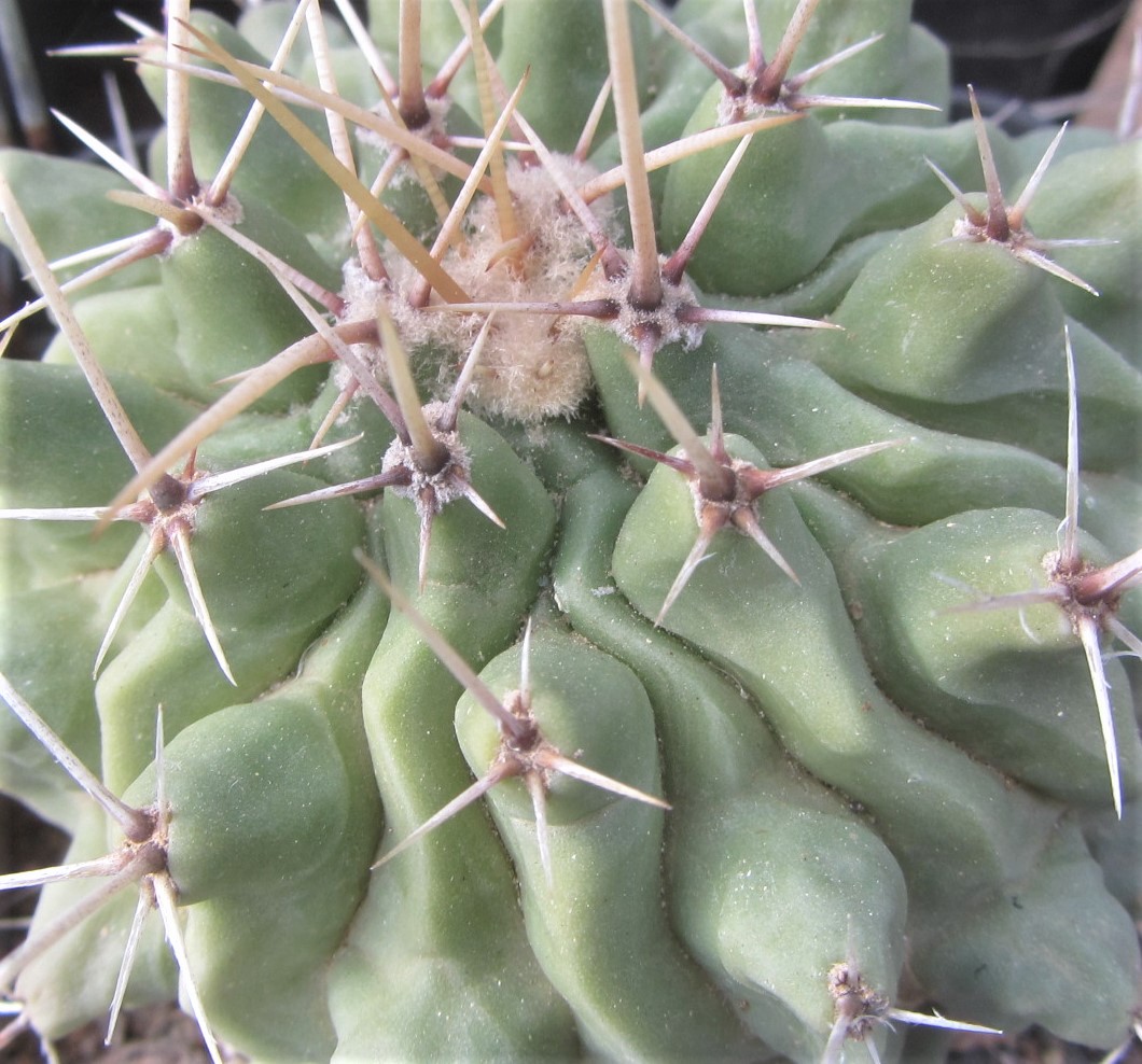 Thelocactus <br>rinconensis