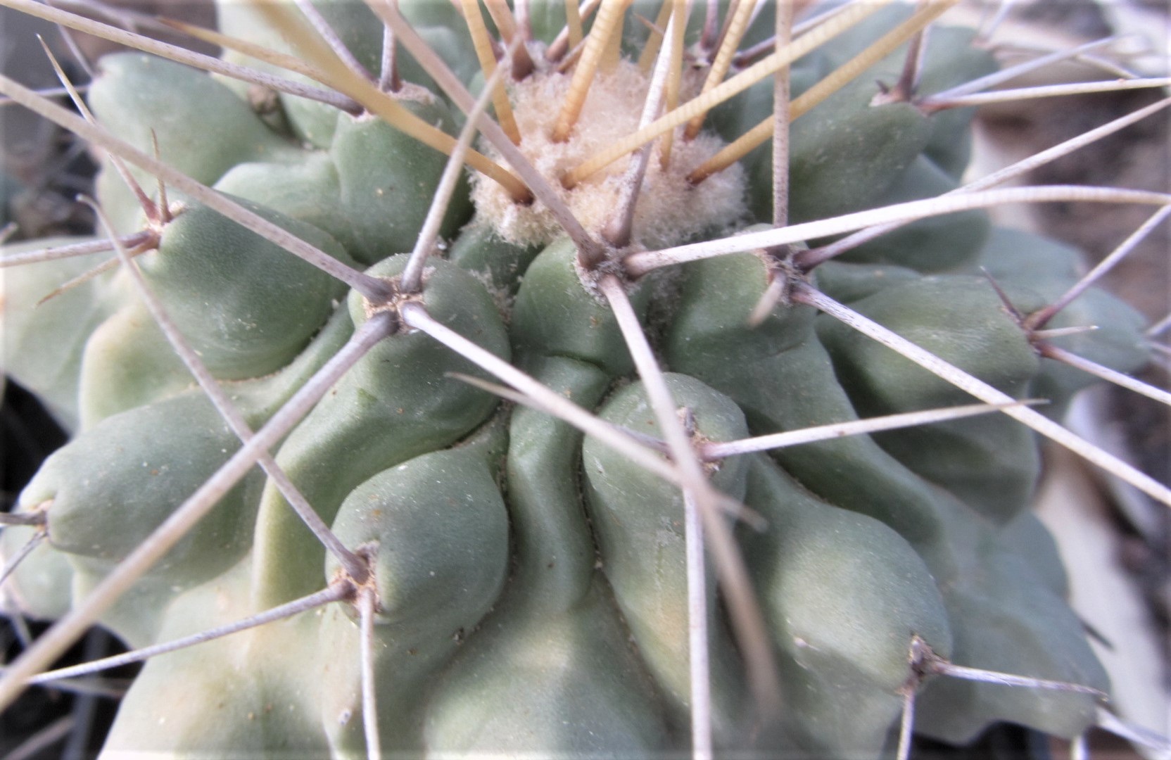 Thelocactus <br>rinconensis