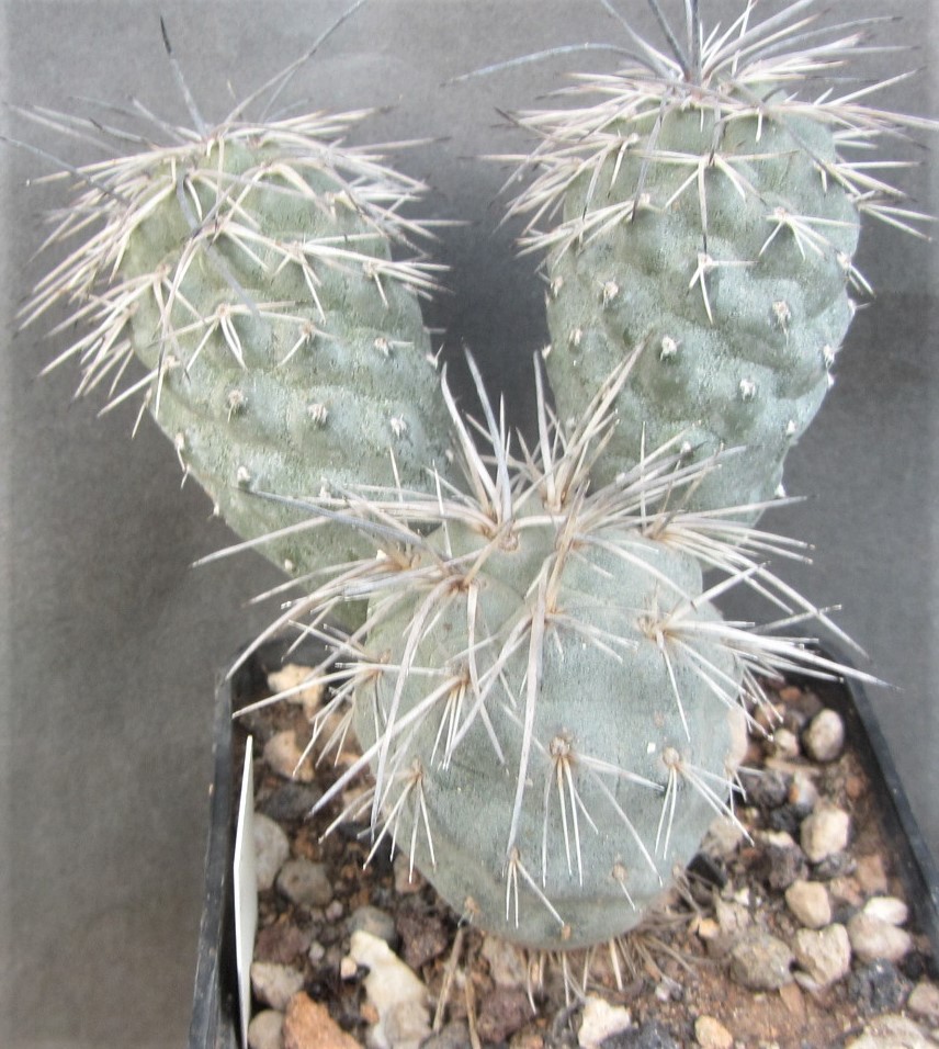Tephrocactus <br>alexanderi 