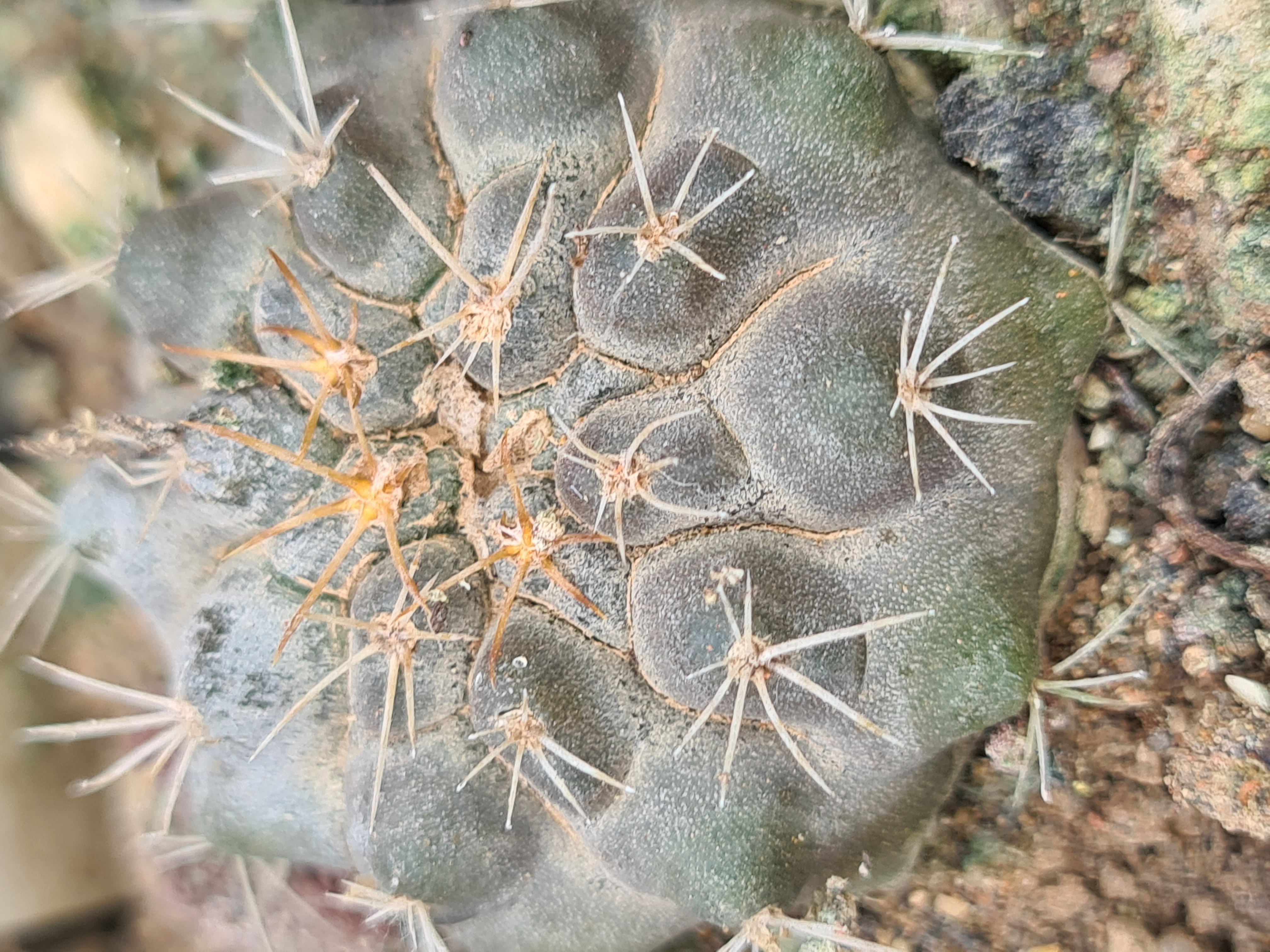 Copiapoa <br>taltalensis