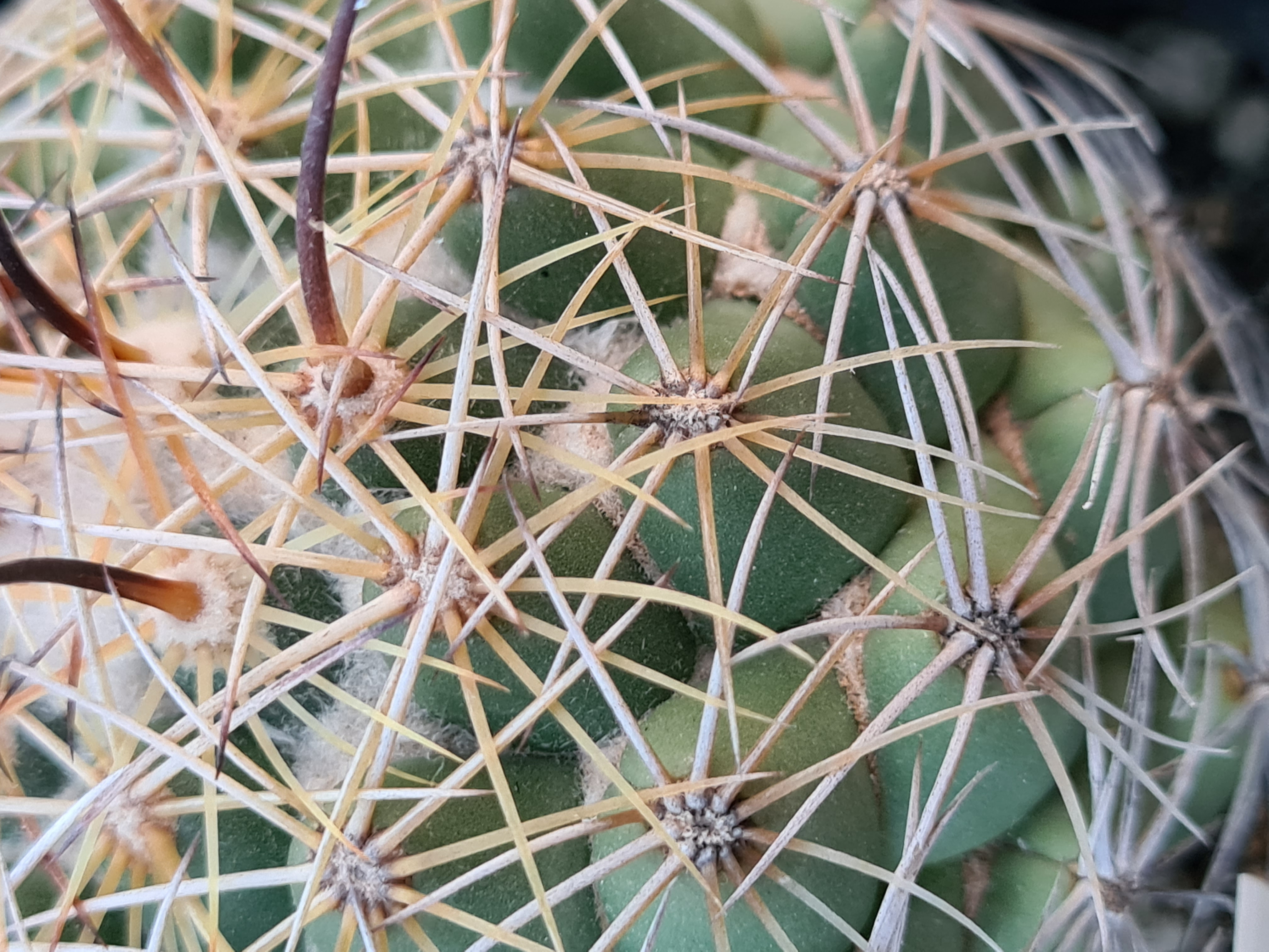 Coryphantha <br>sp