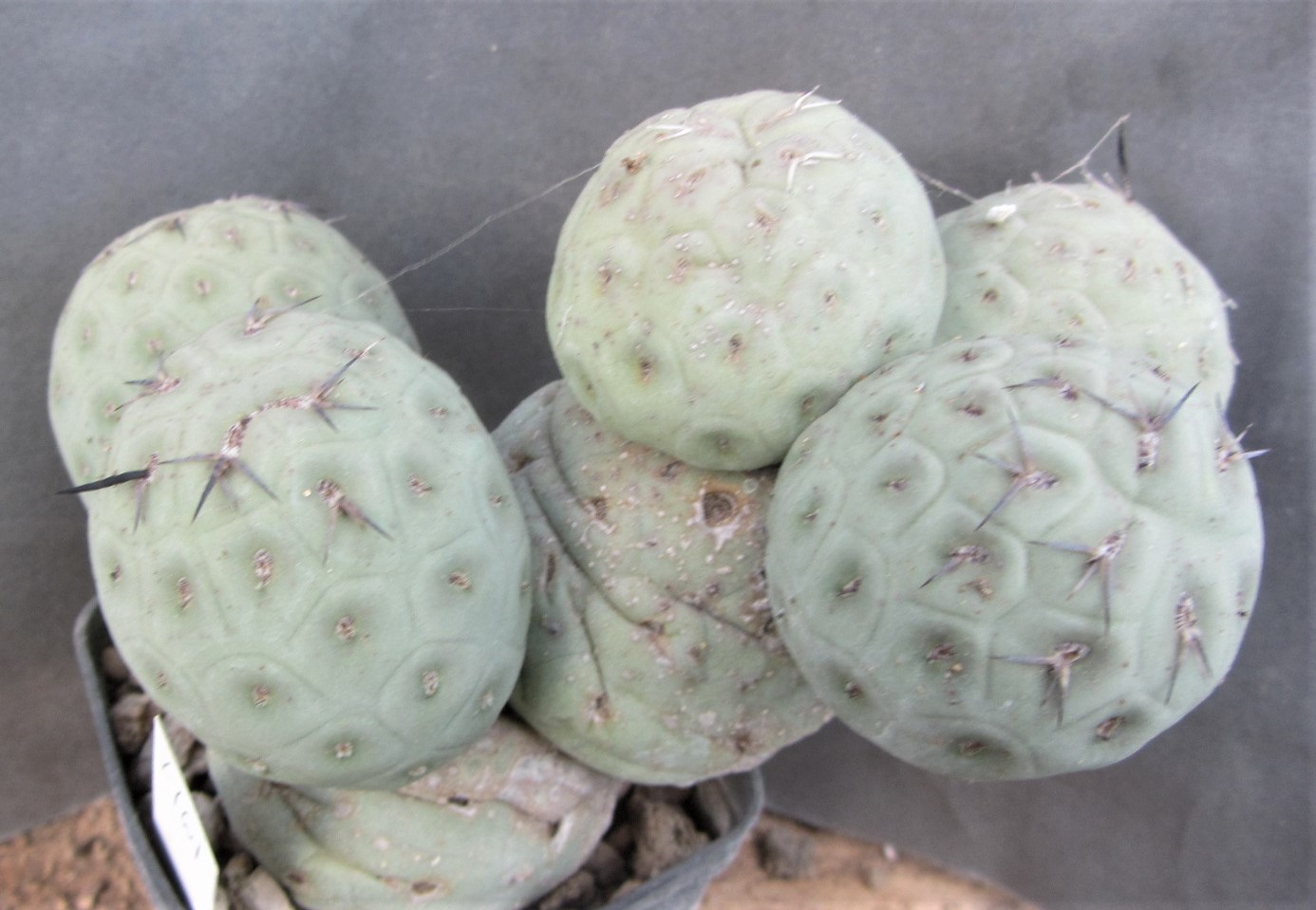Tephrocactus <br>geometricus