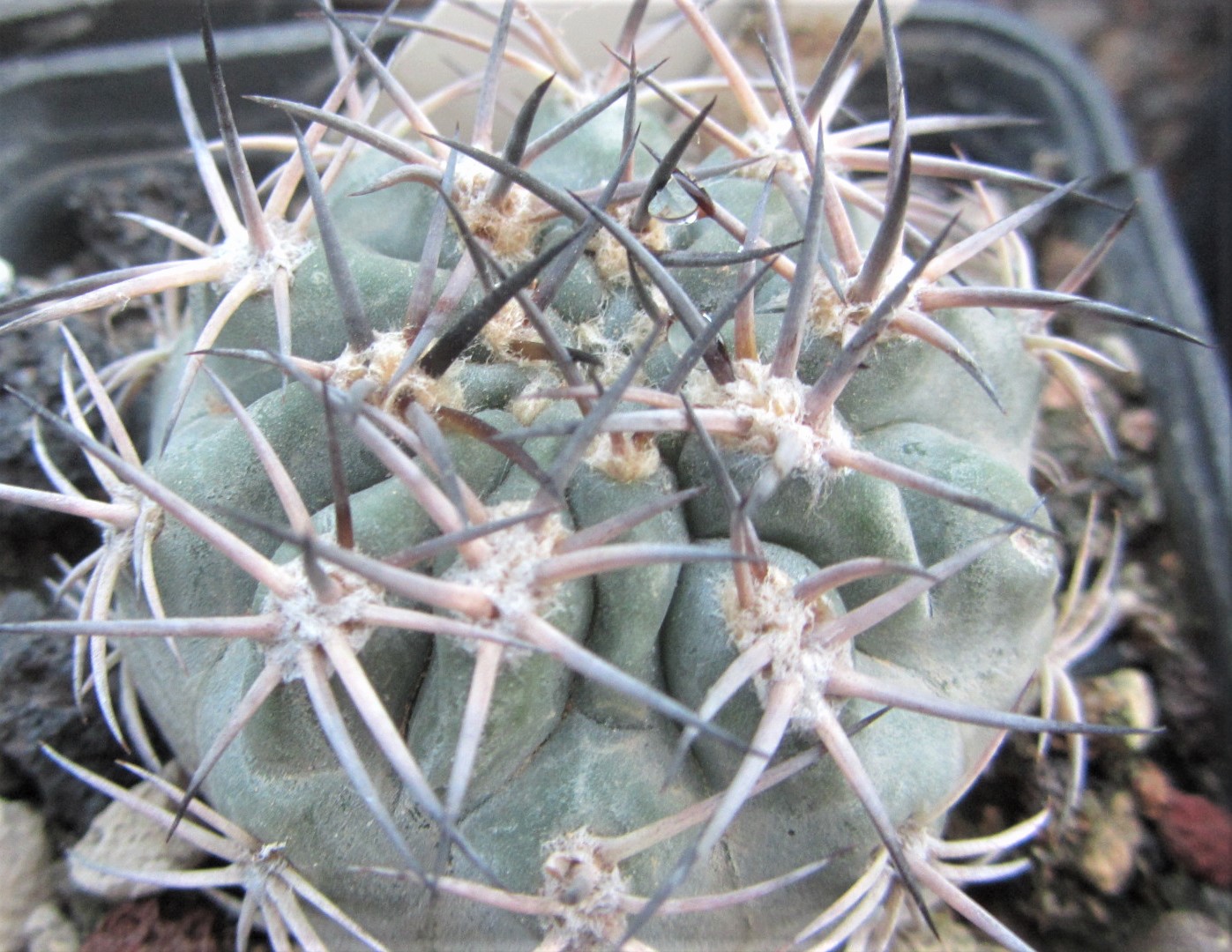Acanthocalycium <br>thionanthum copiapoides 
