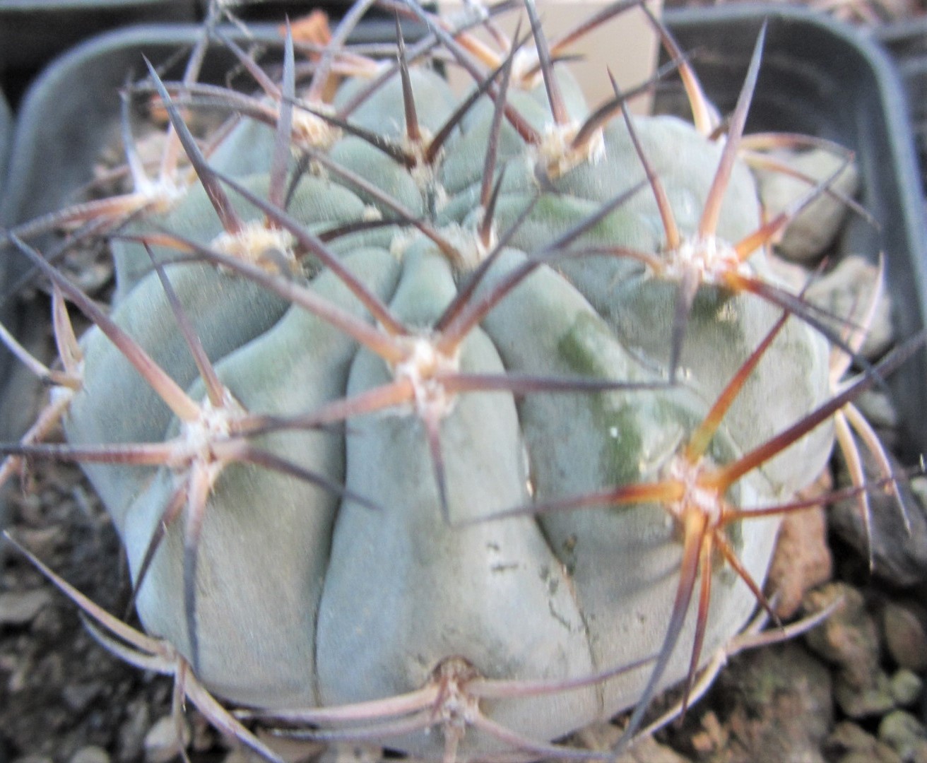 Acanthocalycium <br>thionanthum copiapoides 