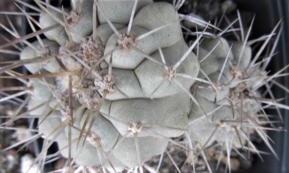 Copiapoa <br>cv columna alba x cinerea
