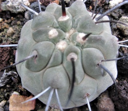 Copiapoa <br>dealbata
