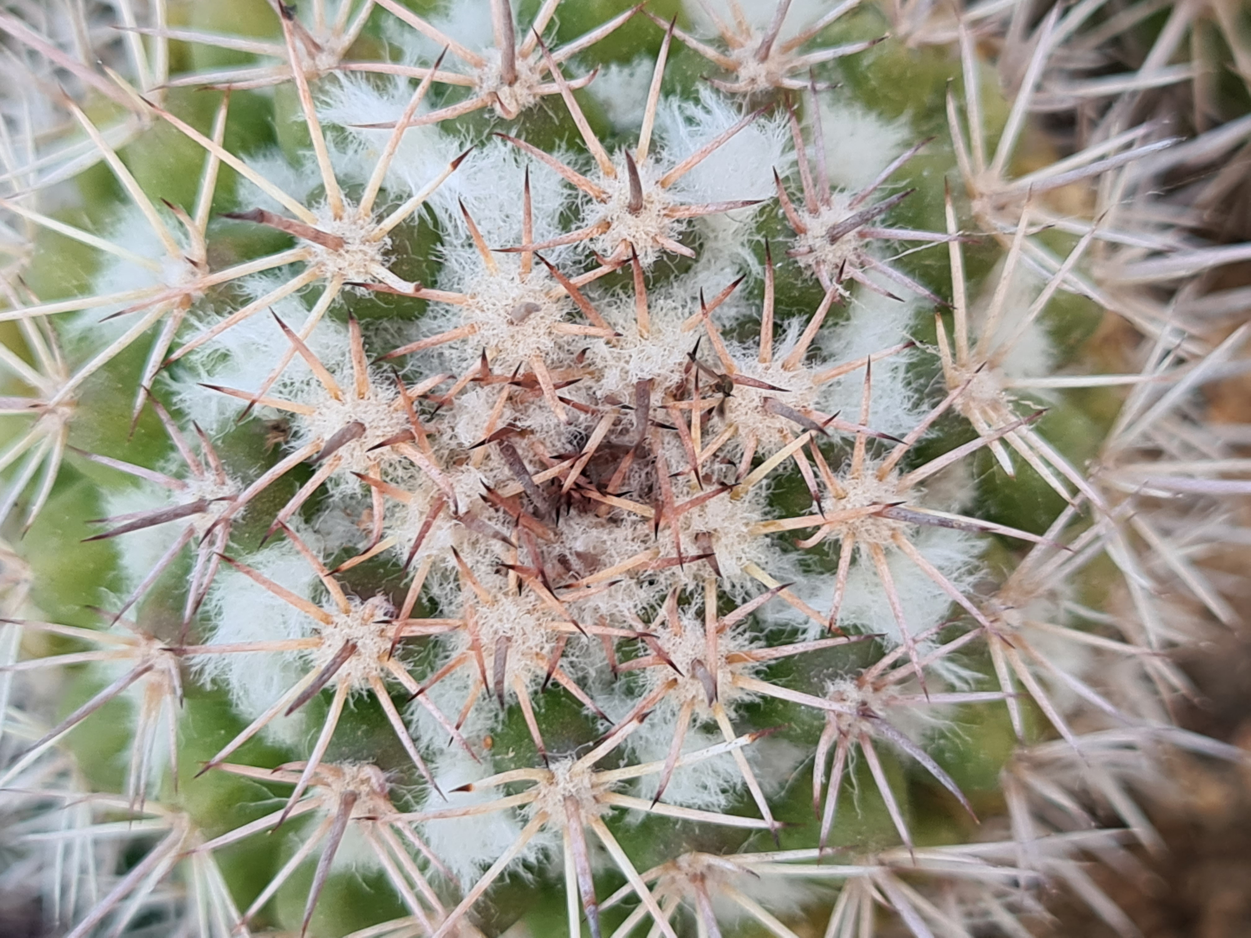 Mammillaria <br>eichlami isi 1517