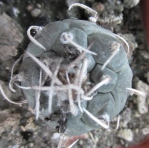 Turbinicarpus hybrid