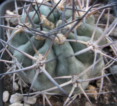 Acanthocalycium <br>thionanthum copiapoides 
