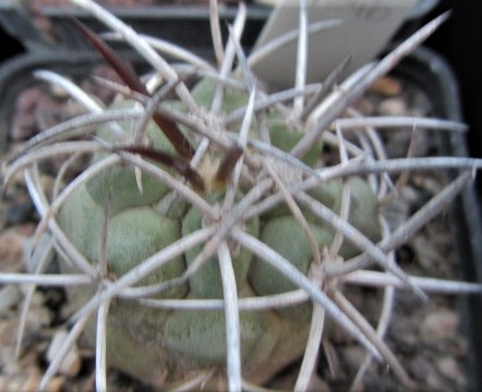 Copiapoa <br>coquimbana alticostata