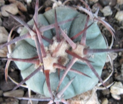 Echinocactus <br>horizonthalonius