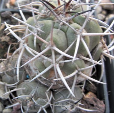 Copiapoa <br>echinoides