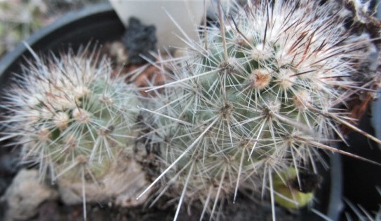 Mila <br>caespitosa